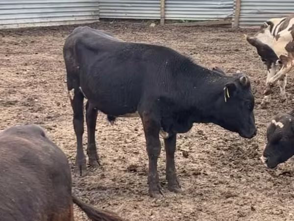 ثور, Swiss cattle