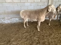 قوچ, Rhon sheep — عکس 3
