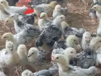 Chickens — foto 5