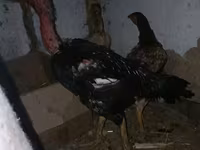 Chickens — Foto 3