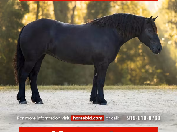 Бие, Percheron
