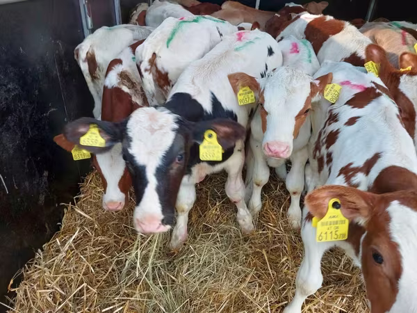 Lembu jantan, Simmental cattle