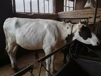 Kuh, Russian Black pied cattle — Foto 3
