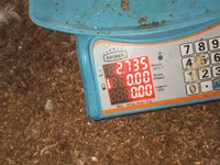 Chickens — foto 6