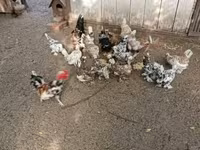 Ιαπωνικό Bantam — φωτογραφία 7