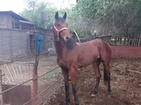 ม้าตัวผู้, Arabian horse — รูปภาพ 2