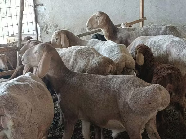 মেষী, Arashan sheep