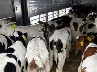 Bulle, Simmental cattle — Foto 3
