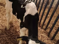 گاو نر, Russian Black pied cattle — عکس 2