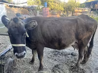 গাভী, গরু — ছবি 1