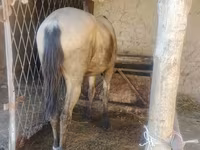 اسب نر, French Trotter — عکس 2