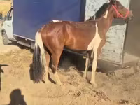 公马, Horses — 照片 1