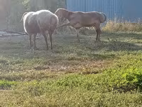 Овен, Rhon sheep — снимка 7