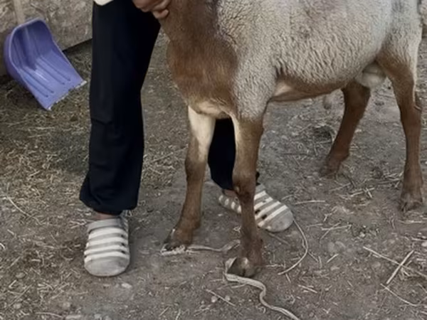 قوچ, Rhon sheep