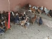 Chickens — عکس 7