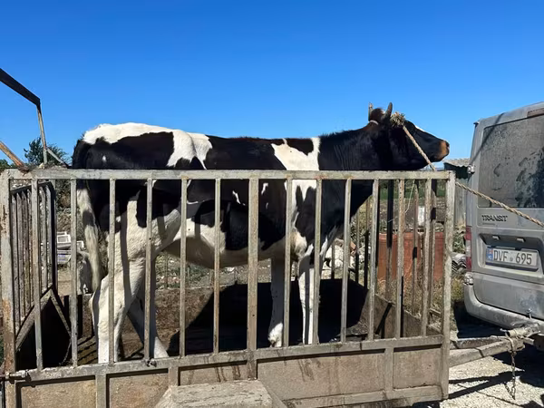 Tyre, Holstein-race