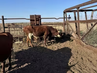 Bull, Simmental cattle — photo 3