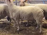 قوچ, Charollais sheep — عکس 4