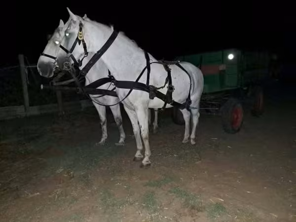 குதிரை, குதிரைகள்