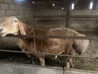 Ovce, Arashan sheep — foto 2