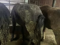 اسب نر, Yakutian horse — عکس 2