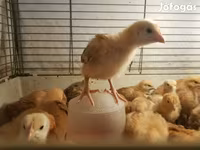 Chickens — 사진 5