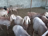 Kondoo jike, Arashan sheep — picha 4