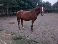 Hoppe, Kisber felver — foto 1