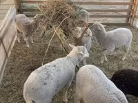 Kambing jantan, Sheep — foto 4