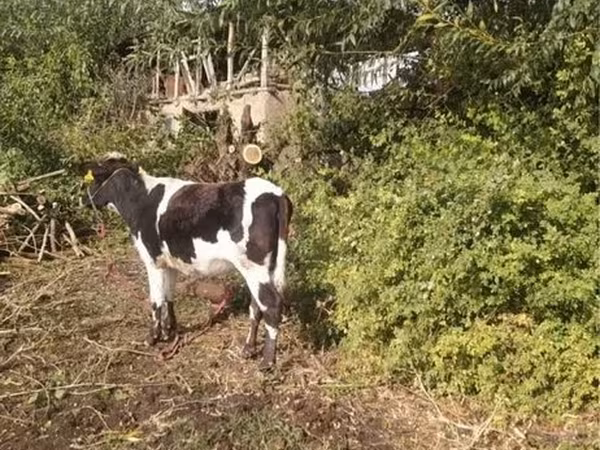 Krava, Говеда