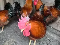 Chickens — الصورة 1