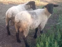የጎትት አውራ በግ, White Suffolk sheep — ፎቶ 2