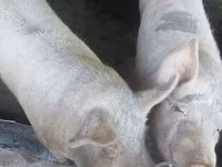 Scroafă, Porci — foto 1
