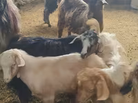 Kambing betina, Goats — foto 6