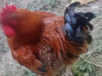 Chickens — Foto 2