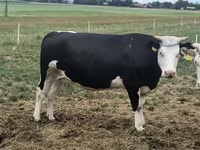 Ko, Holstein-race — foto 2