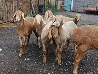 Får, Arashan sheep — foto 1