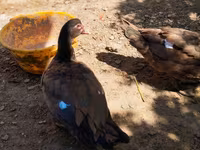 Ducks — φωτογραφία 5