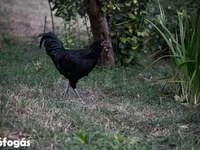 Australorp — foto 3