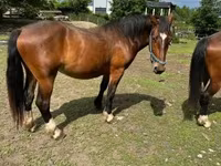 Kısrak, Međimurje horse — foto 5
