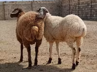 گوسفند (گروه، جنسیت مشخص نشده), گوسفند — عکس 3