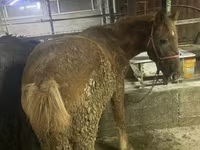 اسب نر, Yakutian horse — عکس 3