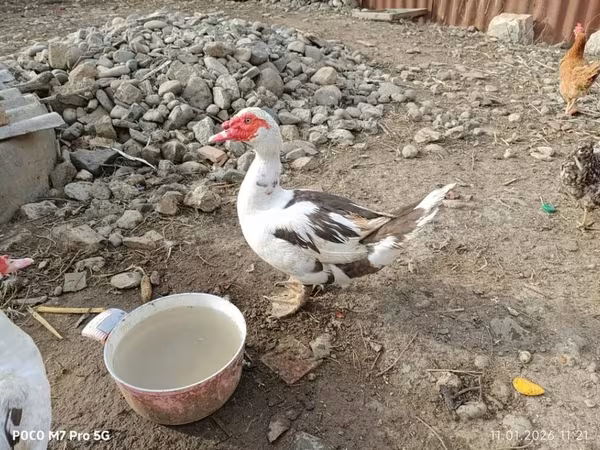 Ducks