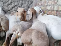 قوچ, Arashan sheep — عکس 5