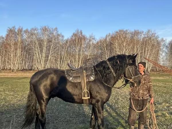 Kůň, Kustanai horse