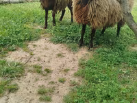 Ոչխար, Ոչխարներ — լուսանկար 4