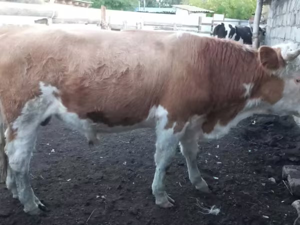 Toro, Simmental cattle