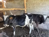 Bulle, Swiss cattle — Foto 3