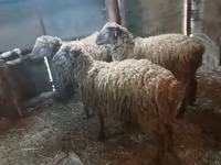የጎትት አውራ በግ, Sheep — ፎቶ 5