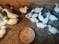 Turkeys — zdjęcie 2